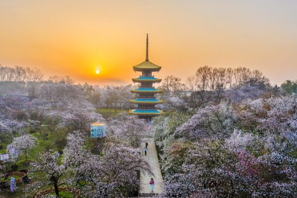 Experimenta la Magia de los Cerezos en Flor en el Parque Donghu Moshan de Wuhan Experimenta_la_Magia_de_los_Cerezos_en_Flor_en_el_Parque_Donghu_Moshan_de_Wuhan