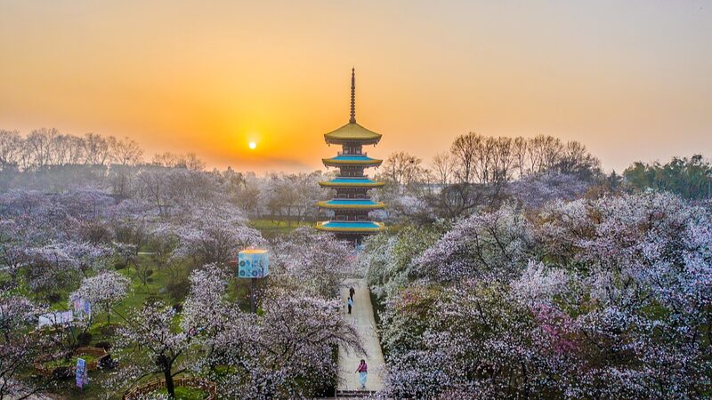 Experimenta_la_Magia_de_los_Cerezos_en_Flor_en_el_Parque_Donghu_Moshan_de_Wuhan