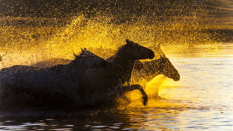 Experimenta_la_magia__Amaneceres_y_caballos_galopando_en_Mongolia_Interior