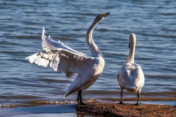 Experimenta la magia de los cisnes cantores migratorios en el Lago Shengtian 🦢✨ Experimenta_la_magia_de_los_cisnes_cantores_migratorios_en_el_Lago_Shengtian___ video poster