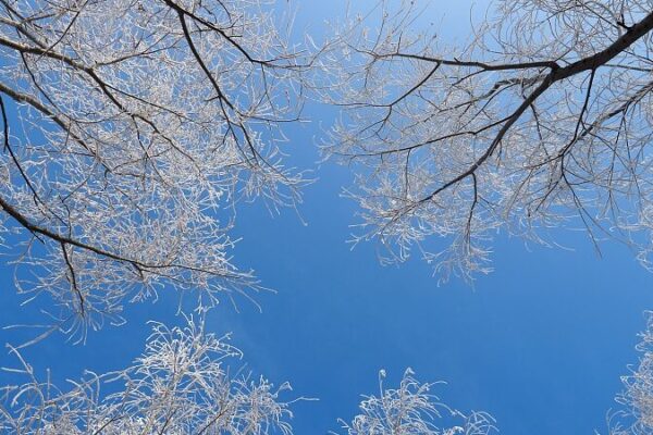 Experimenta la magia invernal en el Parque Nacional Forestal Wusu Foshan 🌲❄️ Experimenta_la_magia_invernal_en_el_Parque_Nacional_Forestal_Wusu_Foshan____ video poster