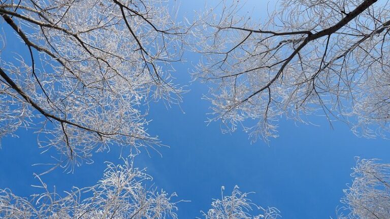 Experimenta la magia invernal en el Parque Nacional Forestal Wusu Foshan 🌲❄️ Experimenta_la_magia_invernal_en_el_Parque_Nacional_Forestal_Wusu_Foshan____ video poster