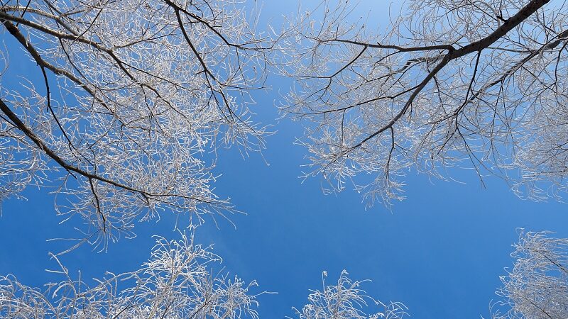 Experimenta_la_magia_invernal_en_el_Parque_Nacional_Forestal_Wusu_Foshan____ video poster