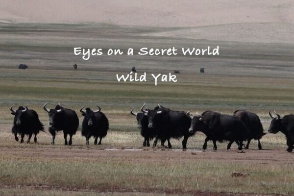 ¡Explora Altun: El paraíso oculto de los yaks salvajes en China occidental! 🐃🏔️ _Explora_Altun__El_parai_so_oculto_de_los_yaks_salvajes_en_China_occidental_____ video poster
