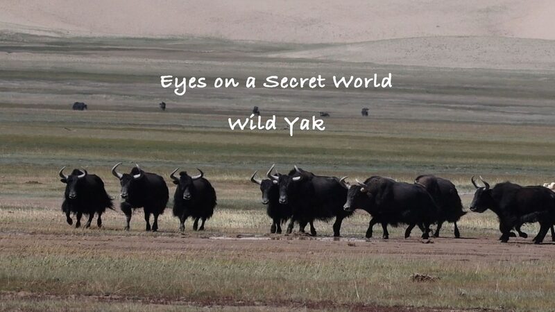 _Explora_Altun__El_parai_so_oculto_de_los_yaks_salvajes_en_China_occidental_____ video poster