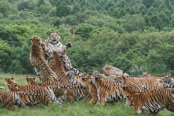 ¡Explora el Parque Nacional del Tigre y el Leopardo en China! 🐯🌄 _Explora_el_Parque_Nacional_del_Tigre_y_el_Leopardo_en_China____