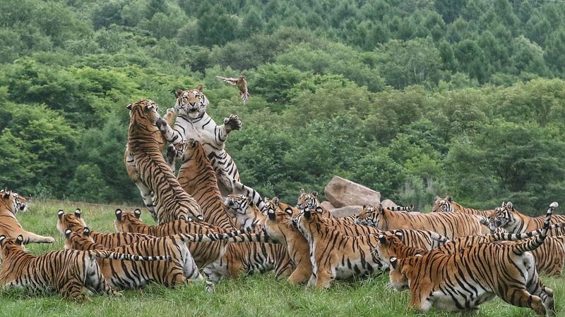 _Explora_el_Parque_Nacional_del_Tigre_y_el_Leopardo_en_China____