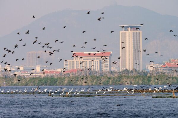 Explora el condado de Mingxi: Una parada vibrante en Asia para aves migratorias 🐦✨ Explora_el_condado_de_Mingxi__Una_parada_vibrante_en_Asia_para_aves_migratorias___ video poster
