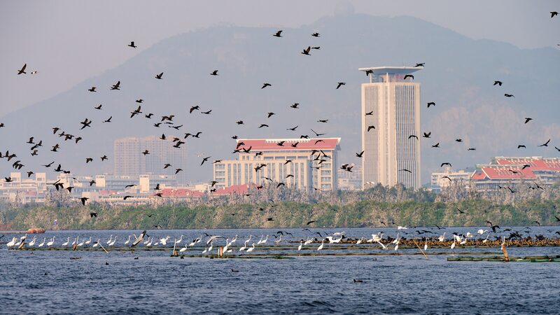 Explora_el_condado_de_Mingxi__Una_parada_vibrante_en_Asia_para_aves_migratorias___ video poster