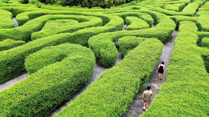 Explora_el_encantador_laberinto_de_a_rboles_de_te__en_el_Parque_Forestal_Daping_Peak_de_Guangdong___
