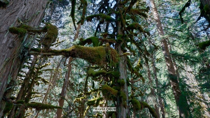 Explora_los_Bosques_Ma_gicos_de_los_Valles_del_Monte_Siguniang___