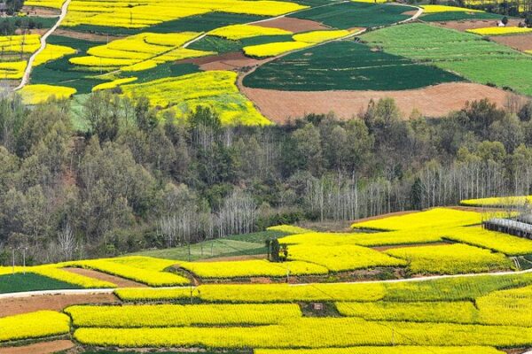 Explora los Mares Dorados de Shaanxi: Flores de Primavera en el Condado de Mianxian 🌼 Explora_los_Mares_Dorados_de_Shaanxi__Flores_de_Primavera_en_el_Condado_de_Mianxian__ video poster
