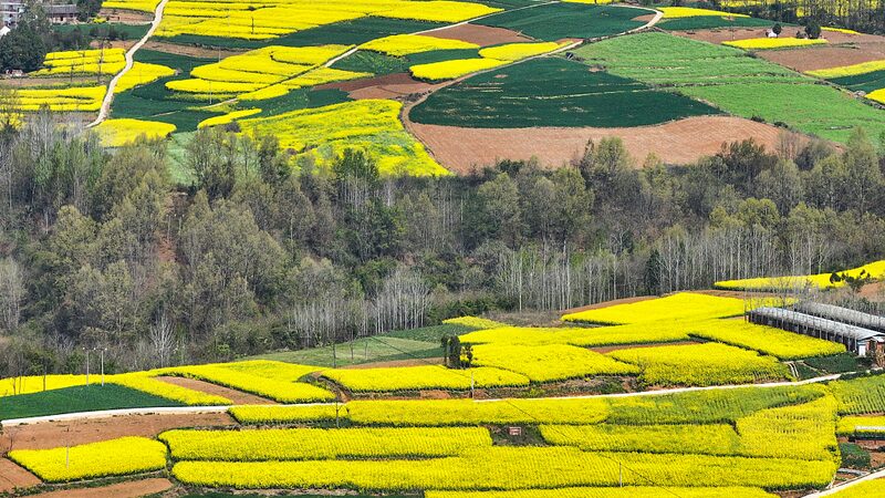 Explora_los_Mares_Dorados_de_Shaanxi__Flores_de_Primavera_en_el_Condado_de_Mianxian__ video poster