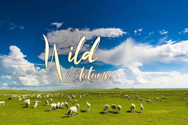 Explorando el Reino del Pasto: El Salvaje Otoño de la Pradera de Hulunbuir 🌾🍂 Explorando_el_Reino_del_Pasto__El_Salvaje_Oton_o_de_la_Pradera_de_Hulunbuir___ video poster