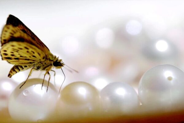 Explorando la cría de perlas de agua dulce en Zhejiang: Gemas que brillan con cultura Explorando_la_cri_a_de_perlas_de_agua_dulce_en_Zhejiang__Gemas_que_brillan_con_cultura video poster