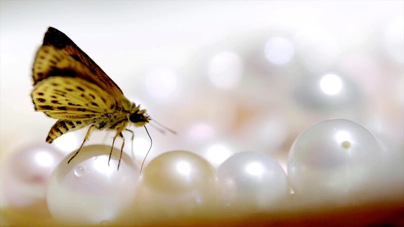 Explorando_la_cri_a_de_perlas_de_agua_dulce_en_Zhejiang__Gemas_que_brillan_con_cultura video poster