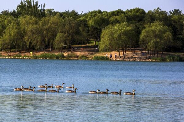 ¡Explosión de Aves en Pekín: Cuatro Nuevas Especies Llegan a la Ciudad! _Explosio_n_de_Aves_en_Peki_n__Cuatro_Nuevas_Especies_Llegan_a_la_Ciudad_
