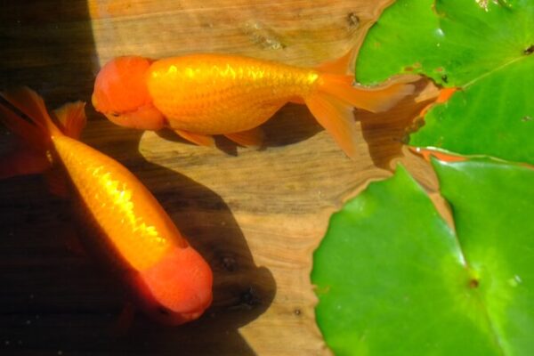 Exposición Imperial de Peces Dorados Nada en el Palacio del Príncipe Kung en Pekín 🐠 Exposicio_n_Imperial_de_Peces_Dorados_Nada_en_el_Palacio_del_Pri_ncipe_Kung_en_Peki_n__