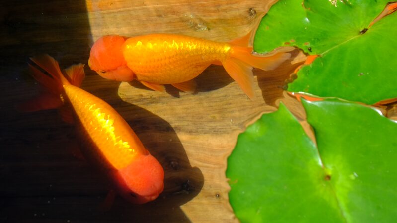 Exposicio_n_Imperial_de_Peces_Dorados_Nada_en_el_Palacio_del_Pri_ncipe_Kung_en_Peki_n__