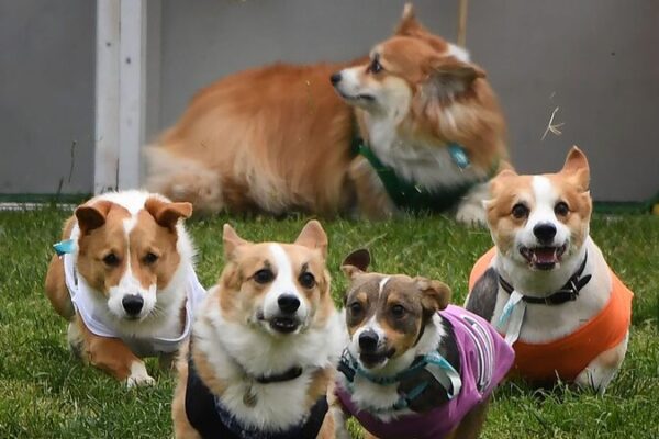 Extravaganza_de_Corgis__Amigos_Peludos_Corren_y_Presumen_en_Lituania____ video poster