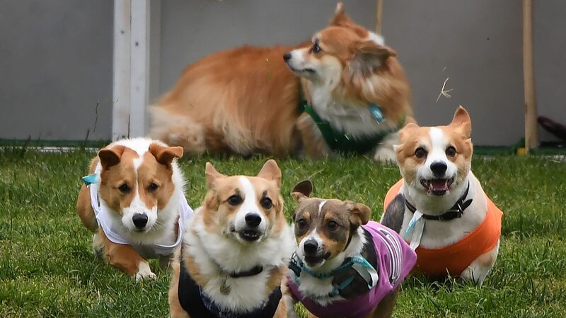 Extravaganza_de_Corgis__Amigos_Peludos_Corren_y_Presumen_en_Lituania____ video poster