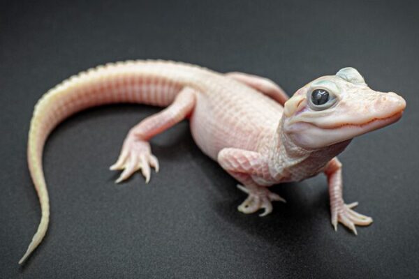 Extremadamente raro caimán blanco nace en un parque de Florida 🐊✨ Extremadamente_raro_caima_n_blanco_nace_en_un_parque_de_Florida___