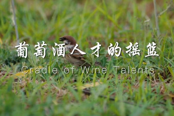 Facultad de Vinos de la Universidad de Ningxia: La joya oculta que forma a los maestros del vino de China 🍷 Facultad_de_Vinos_de_la_Universidad_de_Ningxia__La_joya_oculta_que_forma_a_los_maestros_del_vino_de_China__ video poster
