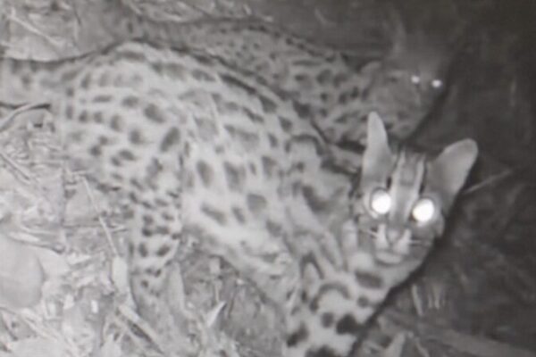 ¡Familia de Gatos Leopardo Raros Avistada en lo Salvaje de China! 🐾🎥 _Familia_de_Gatos_Leopardo_Raros_Avistada_en_lo_Salvaje_de_China____ video poster