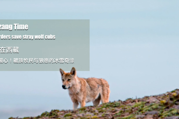 Familia de pastores en Qinghai-Xizang rescata camada de lobeznos varados en la nieve Familia_de_pastores_en_Qinghai_Xizang_rescata_camada_de_lobeznos_varados_en_la_nieve video poster