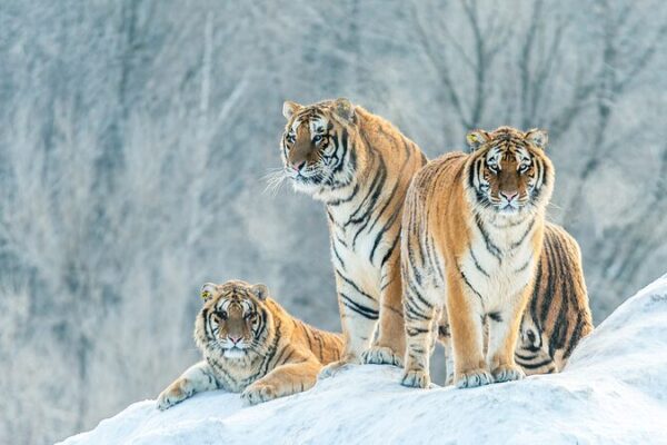 _Familia_de_tigres_siberianos_vista_de__vacaciones_de_primavera__en_la_naturaleza_de_China____ video poster