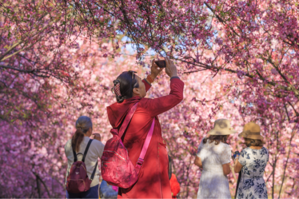 Festival de los Cerezos en Flor de Kunming: Un imperdible de la primavera en el Parque Yuantongshan 🌸 Festival_de_los_Cerezos_en_Flor_de_Kunming__Un_imperdible_de_la_primavera_en_el_Parque_Yuantongshan__