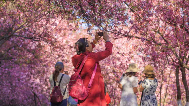 Festival_de_los_Cerezos_en_Flor_de_Kunming__Un_imperdible_de_la_primavera_en_el_Parque_Yuantongshan__