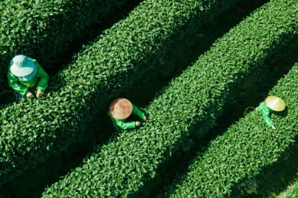 ¡Fiebre del té de primavera en Hangzhou: comienza la temporada de Mingqian Cha! 🌱 _Fiebre_del_te__de_primavera_en_Hangzhou__comienza_la_temporada_de_Mingqian_Cha___