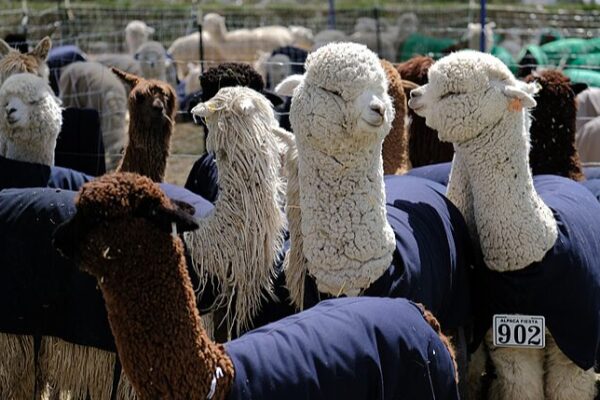 Fiesta_de_Alpacas_en_Arequipa__La_celebracio_n_lanuda_de_Peru__atrae_a_turistas__