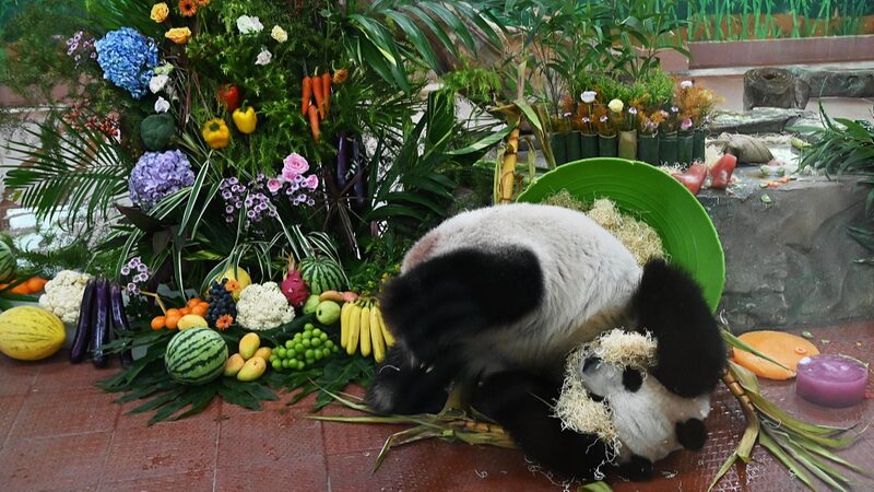 _Fiesta_de_Pandas__El_Zoolo_gico_de_Guangzhou_celebra_el_cumplean_os_11_de_Xing_Yi_y_Ya_Yi___