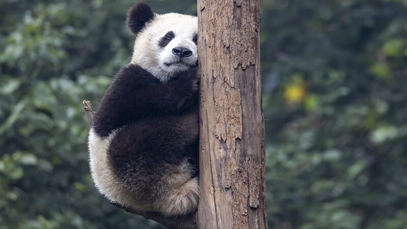 Fiesta_de_Pandas___La_cantidad_mundial_de_pandas_cautivos_alcanza_los_757____