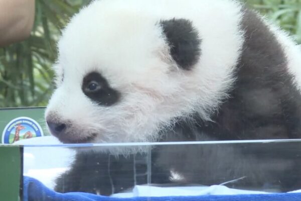 _Fiesta_del_bebe__panda__Cachorro_celebra_100_di_as_de_ternura_en_el_sur_de_China___ video poster