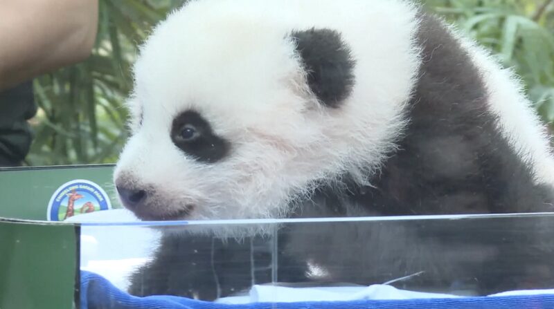 _Fiesta_del_bebe__panda__Cachorro_celebra_100_di_as_de_ternura_en_el_sur_de_China___ video poster