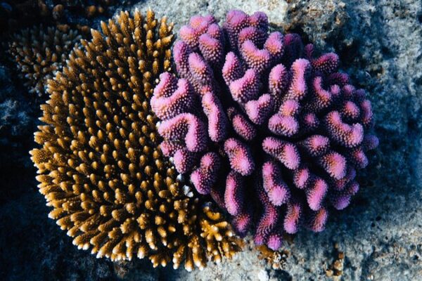Fiyi lanza el segundo banco genético de corales para impulsar la conservación marina 🌊🐠 Fiyi_lanza_el_segundo_banco_gene_tico_de_corales_para_impulsar_la_conservacio_n_marina___