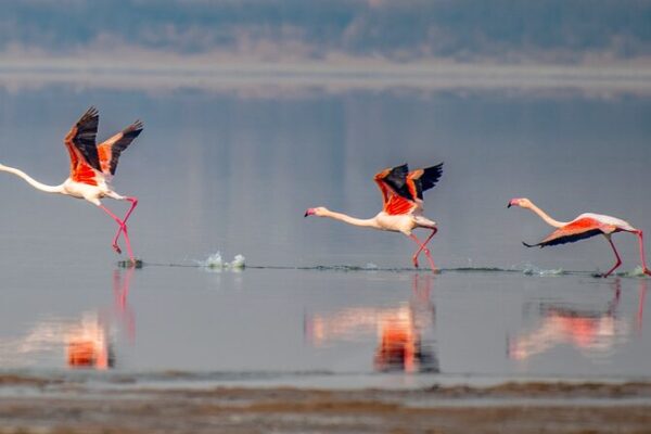 Flamencos acuden en masa al Lago Salado de Yuncheng para un espectacular espectáculo invernal Flamencos_acuden_en_masa_al_Lago_Salado_de_Yuncheng_para_un_espectacular_especta_culo_invernal