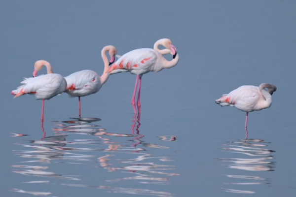 Flamencos_adornan_el_humedal_de_Shanxi_tras_esfuerzos_de_restauracio_n_ecolo_gica__ video poster