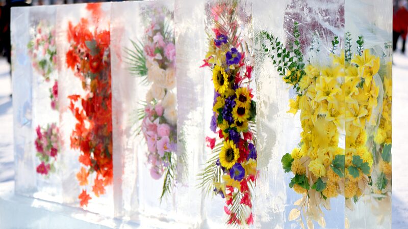 Flores_Encantadas_en_Hielo_Deslumbran_a_los_Turistas_en_Changchun