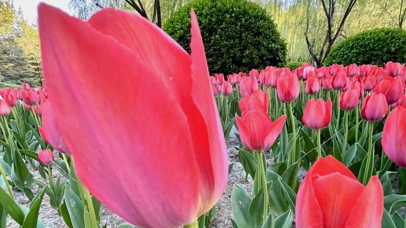 Flores_de_Primavera__Los_Tulipanes_Crean_un_Paisaje_Fotoge_nico_en_el_Parque_Chaoyang_de_Peki_n