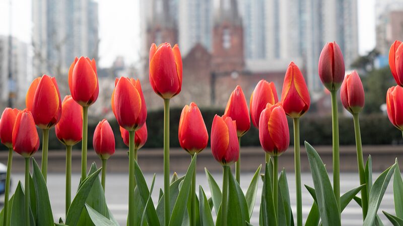 Flores_de_Shangha_i__Los_Tulipanes_Traen_Vibras_de_Primavera_a_la_Ciudad__