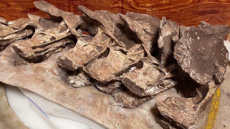 Fo_siles_antiguos_en_China_revelan_nueva_especie_de_dinosaurio__