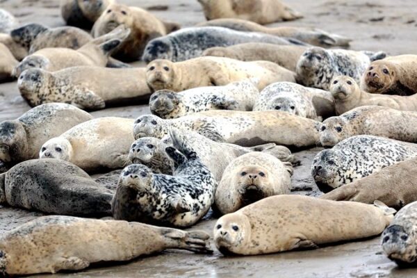 Focas_Moteadas_Despiertan__Los_Adorables_Habitantes_de_la_Bahi_a_de_Liaodong_Emergen_de_la_Hibernacio_n