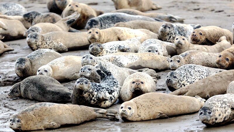 Focas_Moteadas_Despiertan__Los_Adorables_Habitantes_de_la_Bahi_a_de_Liaodong_Emergen_de_la_Hibernacio_n