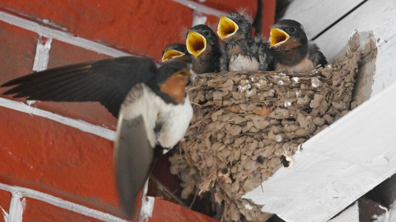 Frenesi__Alimenticio__Golondrinas_Bebe_s_en_Jinhua_Mantienen_Ocupados_a_Sus_Padres