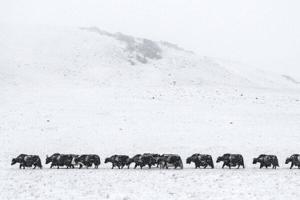Fri_o_Extremo_Golpea_Mongolia__Aumento_en_las_Pe_rdidas_de_Ganado____