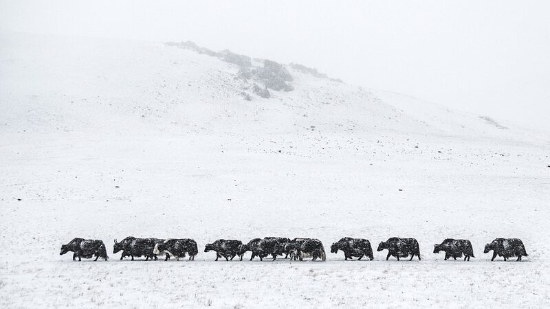 Fri_o_Extremo_Golpea_Mongolia__Aumento_en_las_Pe_rdidas_de_Ganado____